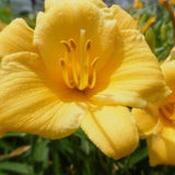 2 Yellow Daylily Plant 4 to 6 Inch Tall, Daylilies Plant Live, Low Maintenance Perennial Flower for Outdoor Growing, Bareroot Plant
