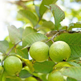 White Guava Tree Live, 8-10 Inc Tall Tropical Fruit Tree, Sweet Guava Plant for Outdoor or Indoor Planting, WEL-Rooted
