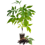 Black Elderberry Plant Live - 6-12 Inch Tall - Hardy American Elderberry Bush Live Shrub - Sweet Berry Tree