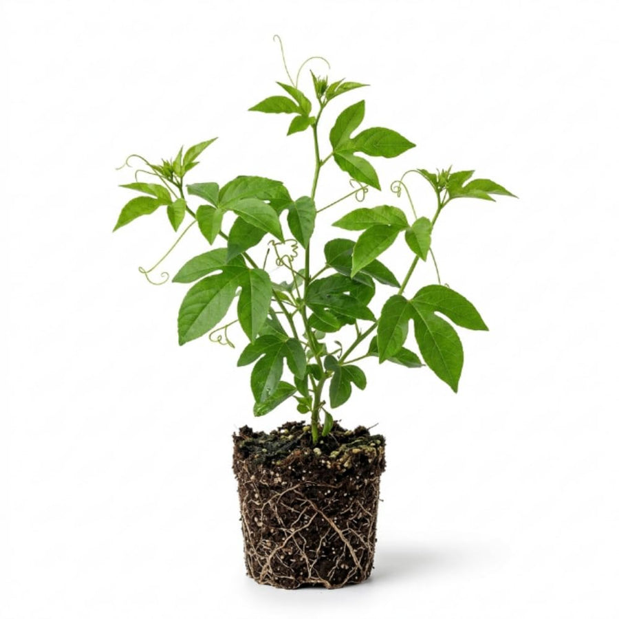 Purple Maypop Passion Flower Vine Plant, 4-7 Inch Starter Plant - Cold Hardy Passiflora Incarnata Climbing Vine, Vibrant Blooms, Passiflora Plant in Soil