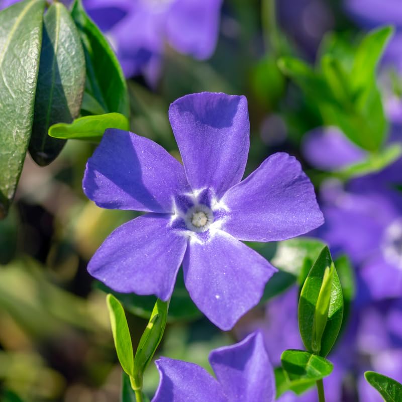 3 Live Vinca Minor Vine Plants, Periwinkle Ground Cover Plant 4 Inch Pot, Trailing Vinca Plant for Garden Borders, Landscape Beds or Outdoor Growing
