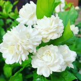 2 Jasmine Plants Live, Random Jasmine Tree Live Plant Plugs Size, Fragrant White Flower, 2-3 Inches in Tall, No Pot, Fast-Growing