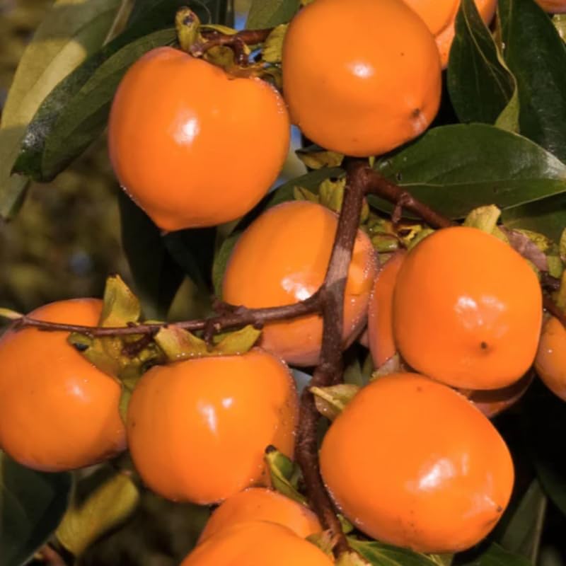 2 Seedlings Persimmon Trees Live Fruit Plants, Dormant No Leaf, Sweet Fruit, Established Roots, 7 to 15 Inches in Tall, Zones 7-10