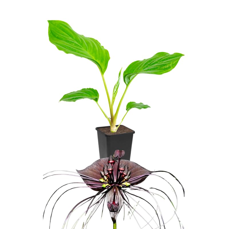 Bat Orchird Tacca Chantrieri Houseplant, Assorted Bat Flower Live Plant, Indoor Outdoor 5-9 Inches Tall