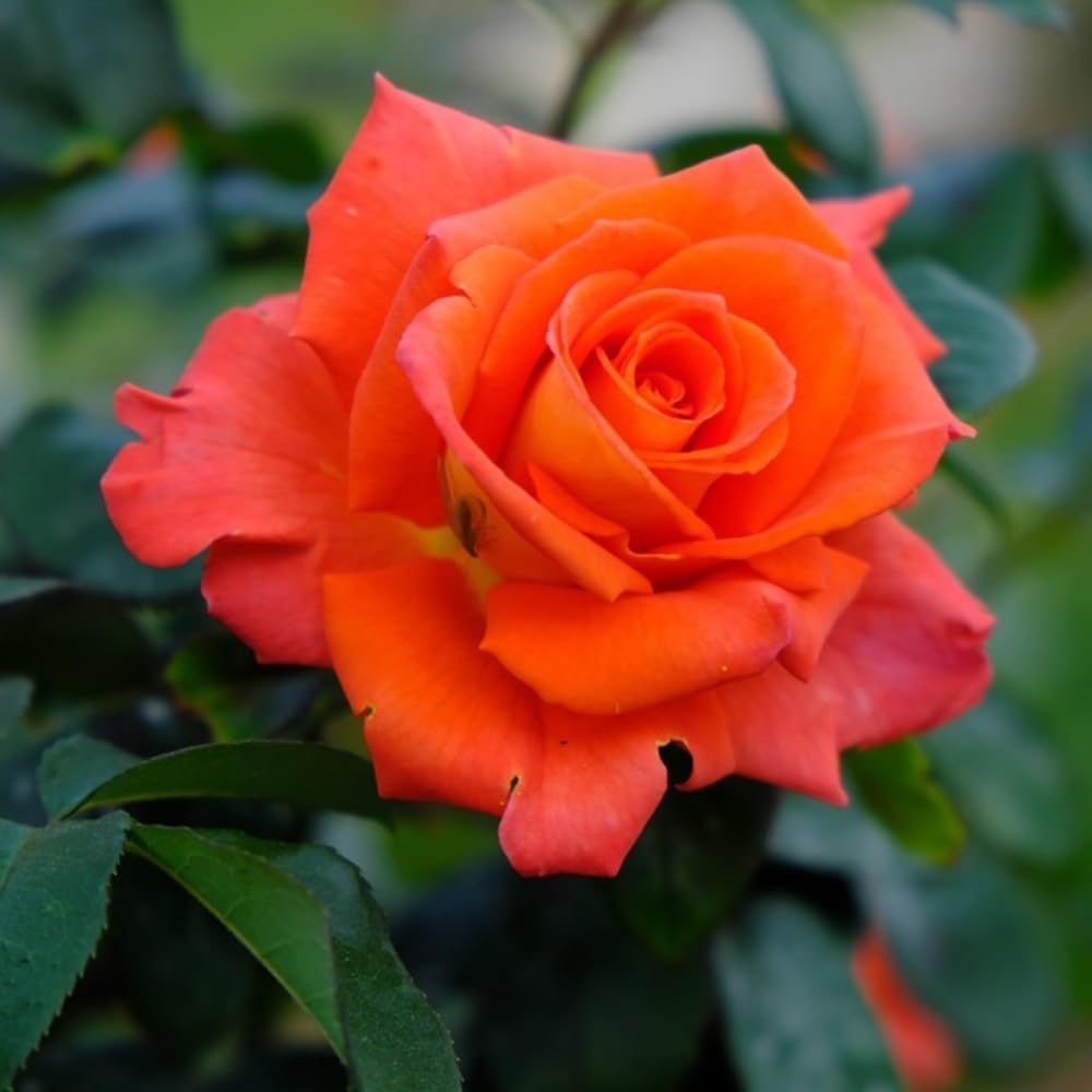 Rose Bush Live Plant - Climbing Rose Plant Live - Bareroot with Soil 7-10 Inch Tall - Fragrant Rose Flowers Heirloom Rose Shrub (Red Orange Rose)