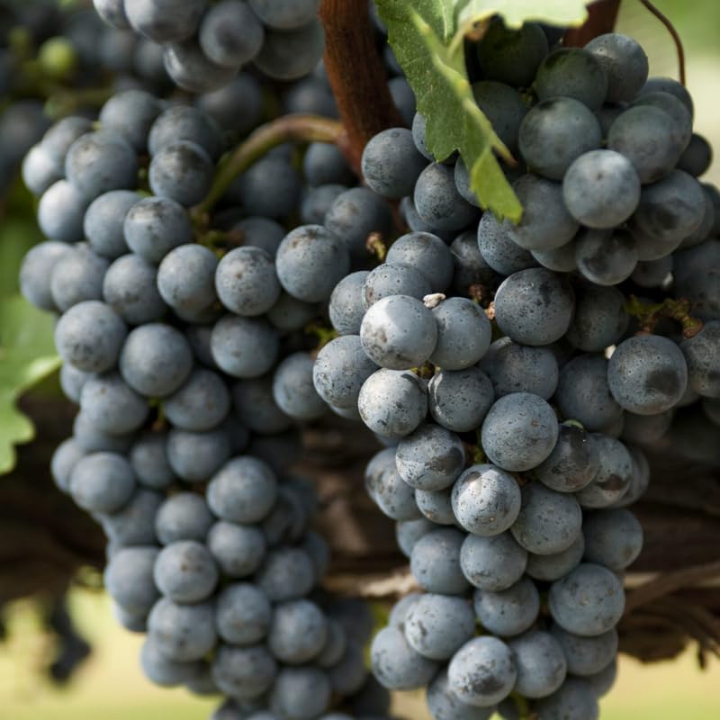 Black Grape Vine Plant Live for Planting, 1-2 Year Old, Bunch Grape Plant Live Grape Tree, Grape Fruit Tree for Planting