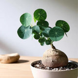 2.5"-3" Already Sprouts Stephania Cephalantha Plant Bulb, Medium Size Caudex, Rare Succulent with No Hair Roots, Home Decor, Houseplant, Cold Hardy