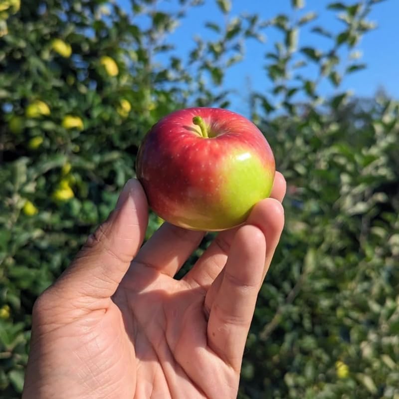 Cold Hardy Apple Tree 2–3 Ft Tall, Fruit Apple Tree Plant for Outdoor Garden, Sweet Crisp Apples for Backyard Orchard or Home Garden Growing