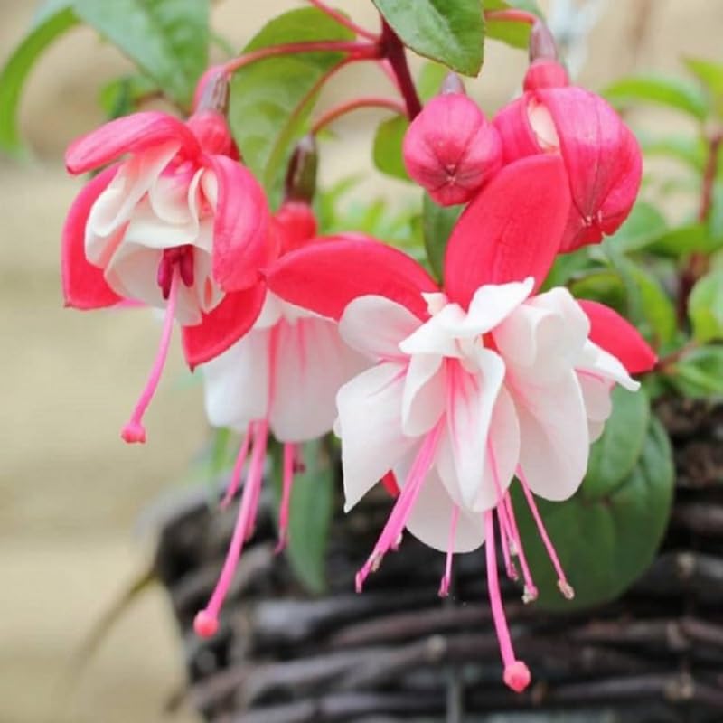 White Red Fuchsia Plants Live Hanging Basket, Live Fuchsia Plant Pot, 5 Inches Pot, Hardy Colorful Flower