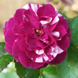 Rare Climbing Rose Bushes Ready to Plant, Well-Rooted, Hardy Roses Tree 5 to 10 Inc Tall, Fragrant, Outdoor Planting (Deep Purple-Red Stripes)