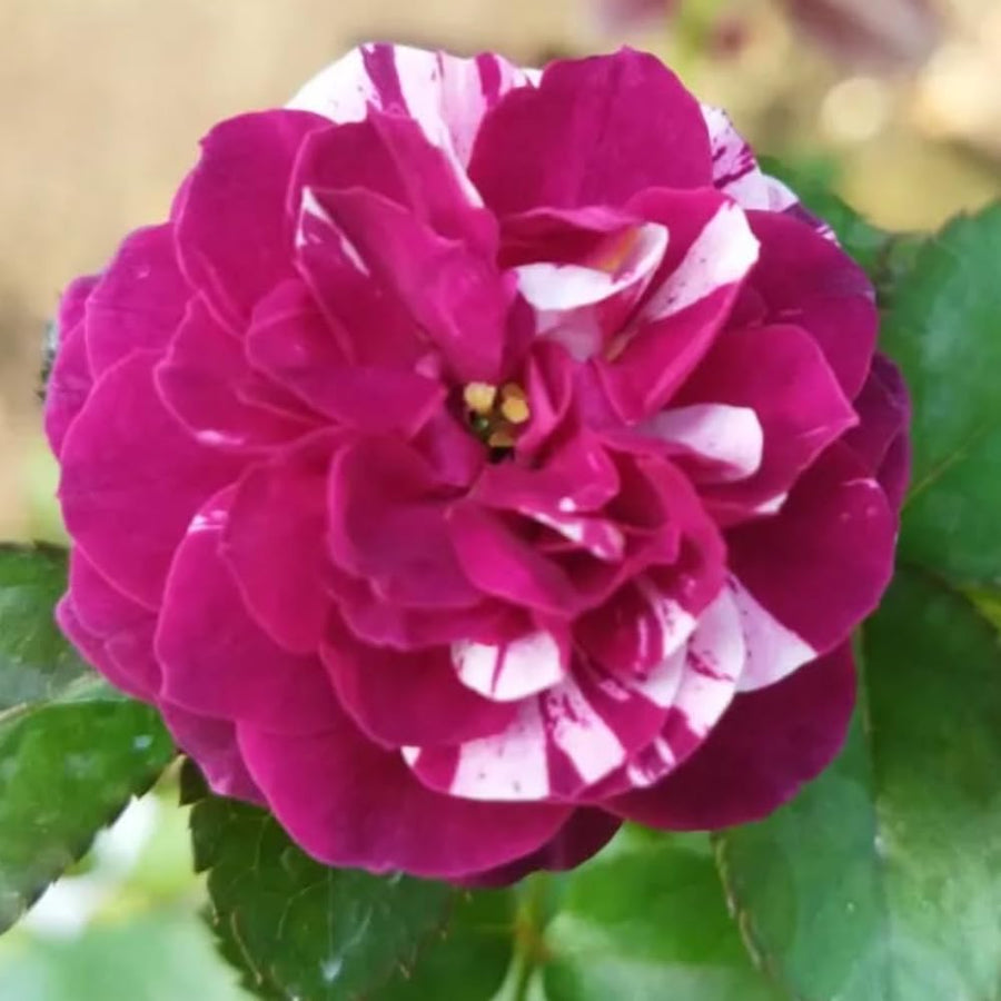 Rare Climbing Rose Bushes Ready to Plant, Well-Rooted, Hardy Roses Tree 5 to 10 Inc Tall, Fragrant, Outdoor Planting (Deep Purple-Red Stripes)