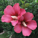 Red Althea Plant, Quart Pot, 6-12 Inch Plants Rose of Sharon Flowering Shrub, Hardy Hibiscus Flower Plant for Outdoor Landscapes