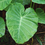 2 Alocasia Live Plants, Live Alocasia Plants Indoor, 3 to 5 Inches, Colocasia Plant, Elephant Ear Esculenta Taro Colocasia Plant House Plant (Giant Green)