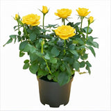 Yellow Mini Rose Plant Live, Miniature Rose Bush in 3" Pot, Indoor Outdoor Flowering Plant, Compact Live Rose for Gifts and Gardens