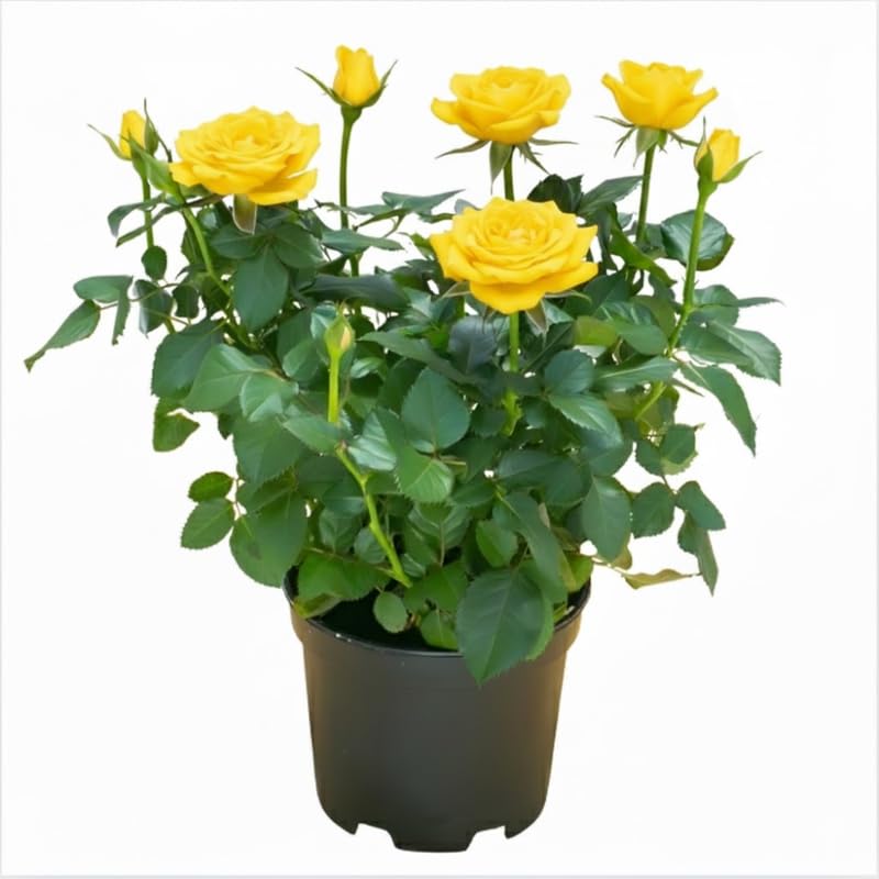 Yellow Mini Rose Plant Live, Miniature Rose Bush in 3" Pot, Indoor Outdoor Flowering Plant, Compact Live Rose for Gifts and Gardens