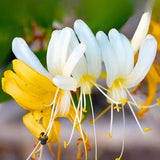 Set of 2 Honeysuckle Vine Live Plants for Trellis, or Fence, 6 Inches Tall, Climbing Flowering Vine Starters for Outdoor Garden, No Pot