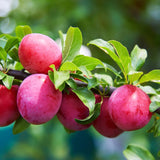 Pack 2 American Plum Trees Live Plants, 18-24 Inch Tall, Bareroots, Chickasaw Plum Plant Live for Planting, Red Plum Tree Plant