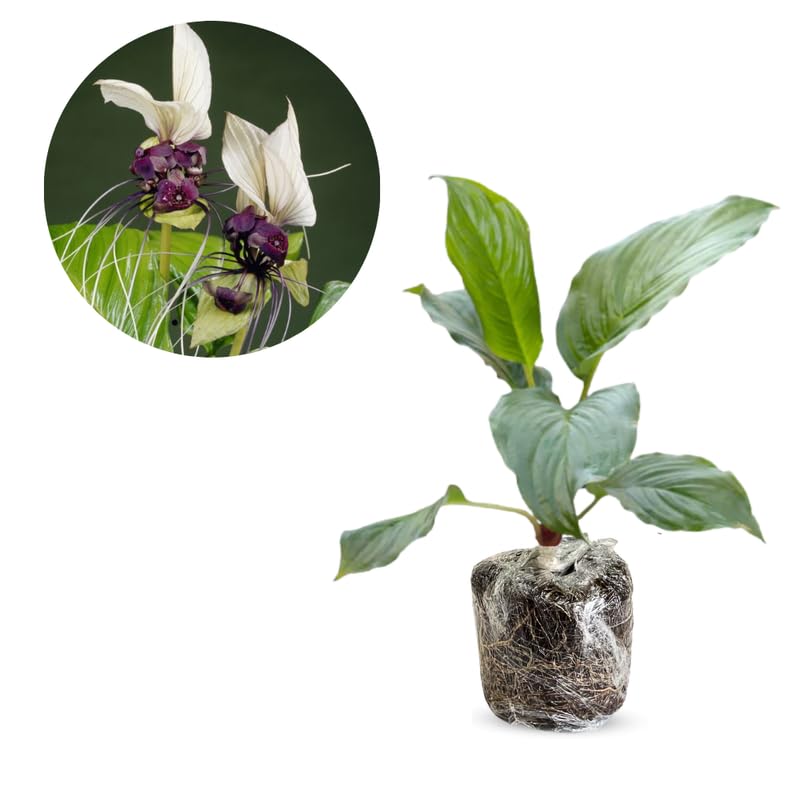 Pack 2 Mixed Tacca Chantrieri Plants Live, Black Orchid Bat Flower 3-6 Inches, Indoor Houseplant, Outdoor Planting