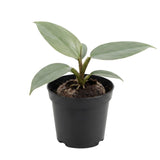Set of 2 Live Silver Philodendron Plants in 4 Inch Pots, Tropical Indoor Houseplants with Variegated Foliage, Ready to Grow