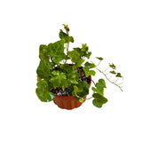 Ivy Live Plants in 4'' Pot, Hardy Ivy Vine Plant for Trellis, Ground Cover, Live Indoor Houseplants