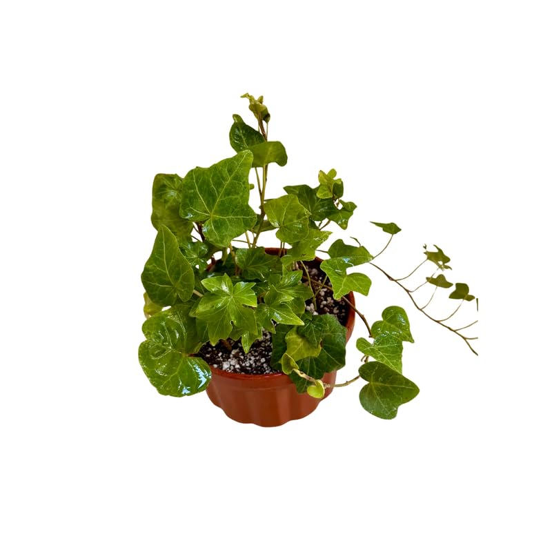 Ivy Live Plants in 4'' Pot, Hardy Ivy Vine Plant for Trellis, Ground Cover, Live Indoor Houseplants