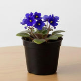 African Violets Live Plants, African Violet Plant Live in 4 Inches Pot, Violets Flowers Houseplant, 4-7 Inches Tall for Home Office Decor (Blue)