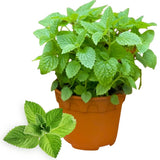Fresh Peppermint Live Plant in 3.5 Inch Pot, Mint Herb Live Plant for Indoor Outdoor Growing, Spring Planting
