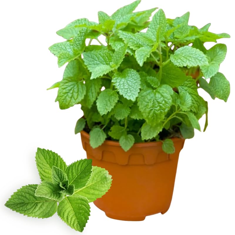 Fresh Peppermint Live Plant in 3.5 Inch Pot, Mint Herb Live Plant for Indoor Outdoor Growing, Spring Planting