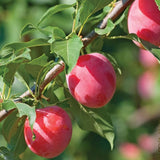 Set 2 American Plum Trees Live Plants for Planting, Bareroots, 12-18 Inch Height, Cold Hardy Plum Plant Live Ready to Grow