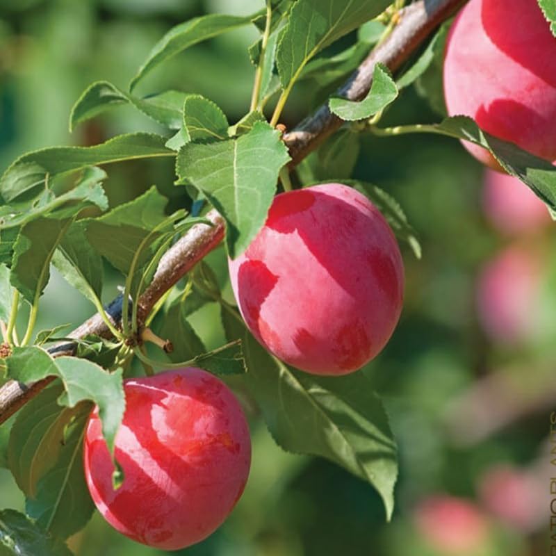Set 2 American Plum Trees Live Plants for Planting, Bareroots, 12-18 Inch Height, Cold Hardy Plum Plant Live Ready to Grow