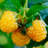 1 Anne Raspberry Plant Live for Planting, Anne Raspberry Bushes Live Plant Potted, Raspberry Fruit Tree 16-22 Inch Tall