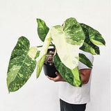 2 Rare Philodendron Live Plants Varieties Collection, Philodendrons Plants Size 5-9 Inc for Indoor Houseplant Décor, Ornamental Tropical Well-Rooted (Most Popular Philodendron Plants)
