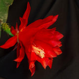 Epiphyllum Plants Live, 2 Plants per Pot, Orchid Cactus Plants for Indoor and Outdoor Planting, Well Rooted Orchid Cactus Plant, Ready to Plant (Red Epiphyllum)