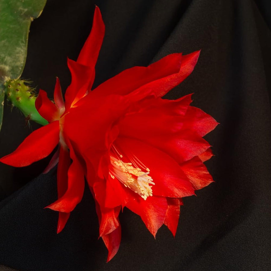 Epiphyllum Plants Live, 2 Plants per Pot, Orchid Cactus Plants for Indoor and Outdoor Planting, Well Rooted Orchid Cactus Plant, Ready to Plant (Red Epiphyllum)