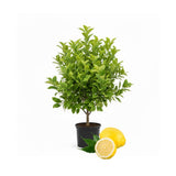 Lemon Tree Live Plant, 3-4 Feet Tall, Well Rooted Grafted Citrus Tree, Live Fruit Trees, Easy Care, Low Maintenance (Yellow Lemon Tree)