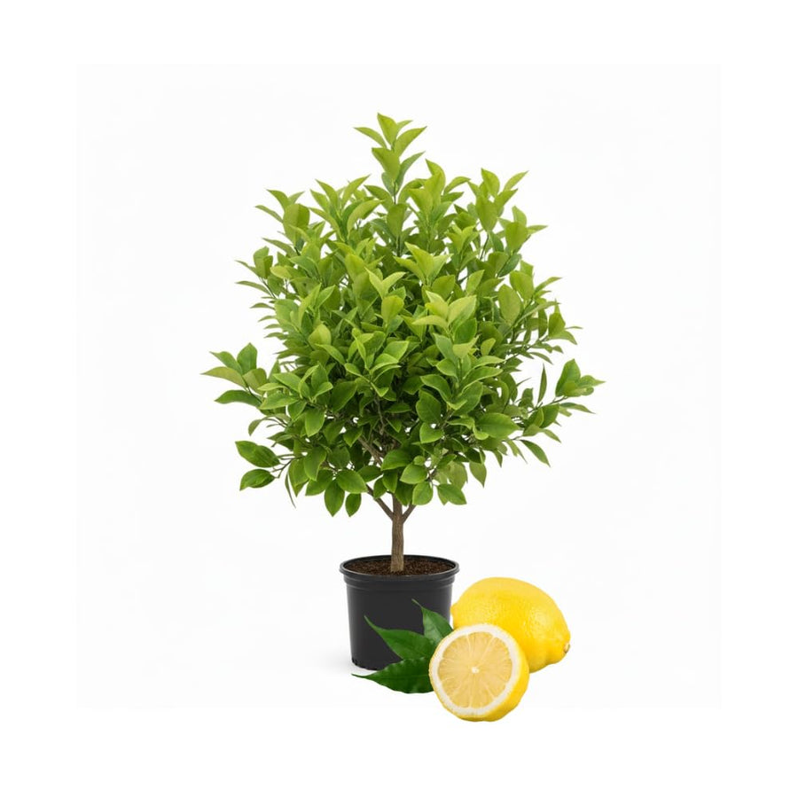 Lemon Tree Live Plant, 3-4 Feet Tall, Well Rooted Grafted Citrus Tree, Live Fruit Trees, Easy Care, Low Maintenance (Yellow Lemon Tree)