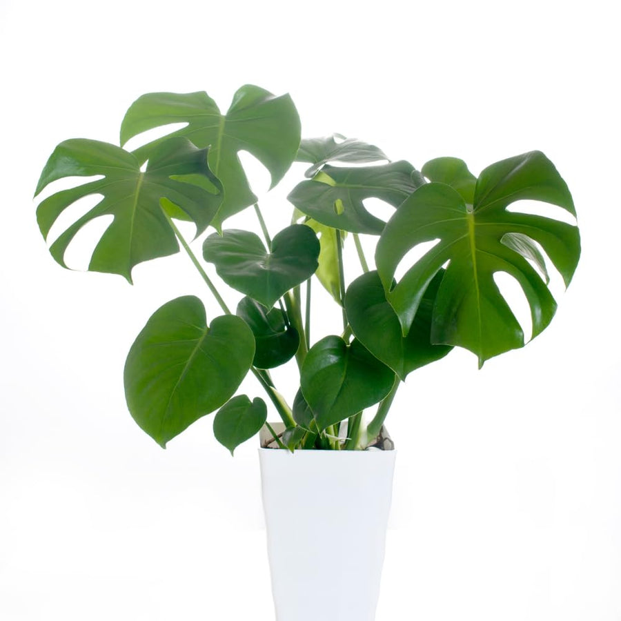 2 Rare Philodendron Live Plants Varieties Collection, Philodendrons Plants Size 5-9 Inc for Indoor Houseplant Décor, Ornamental Tropical Well-Rooted (Monstera Deliciosa)