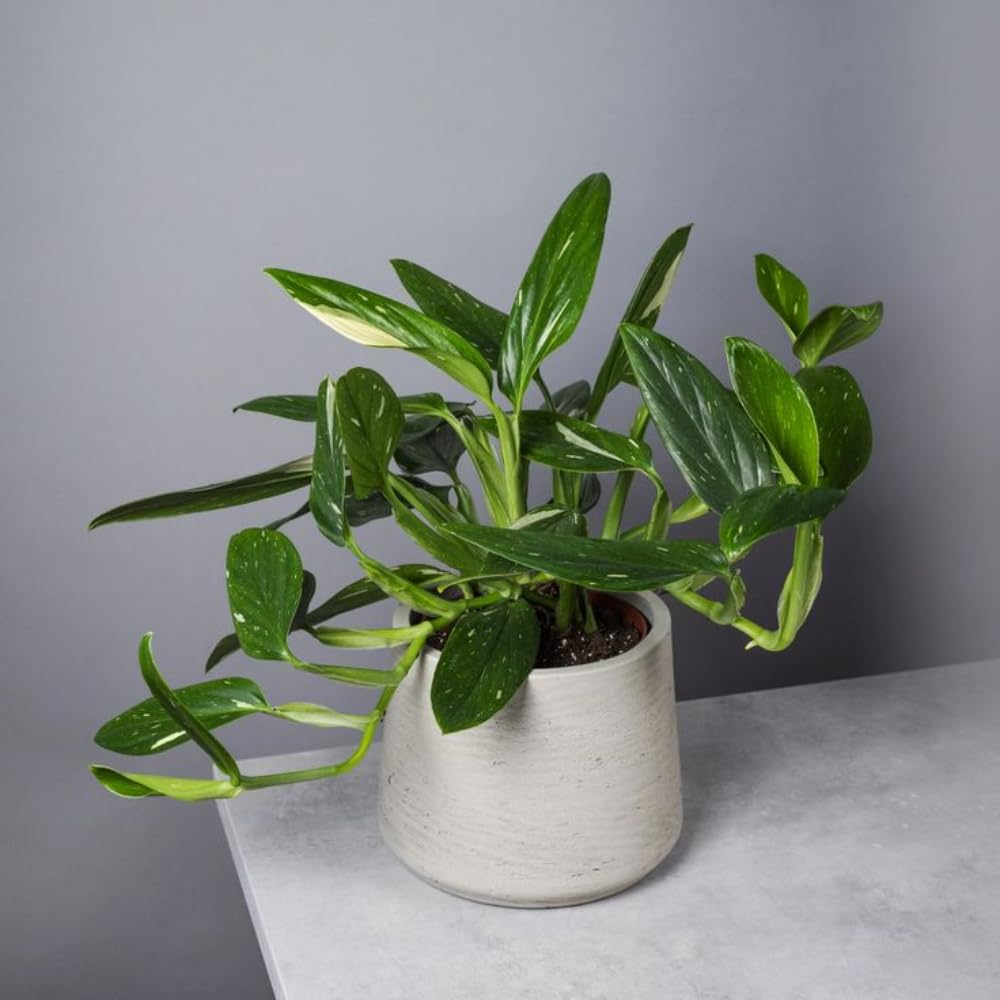 2 Monstera Plants Live, Swiss Cheese Philodendron Plant, Ornamental Tropical Well-Rooted, 4 to 5 Leaves for Indoor Houseplant (Monstera Variegated Yellow Green)