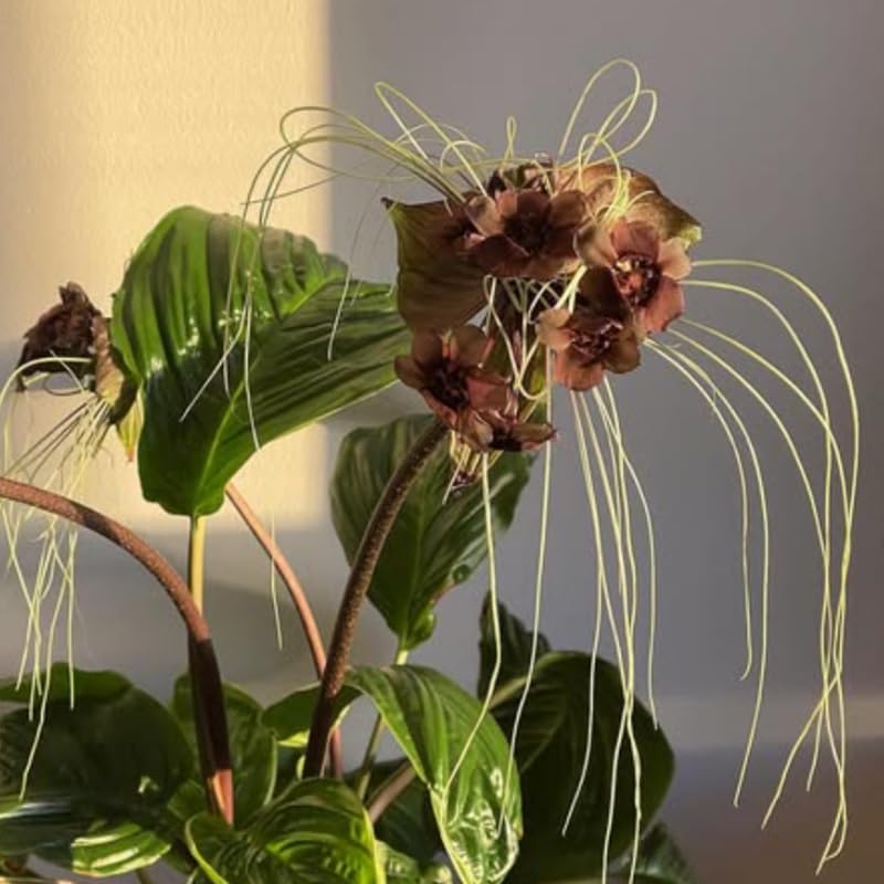 8"-14" Tropical Black Bat Orchird Flower Plant Live, Black Bat Tacca Chantrieri Houseplant, Indoor Outdoor Growing