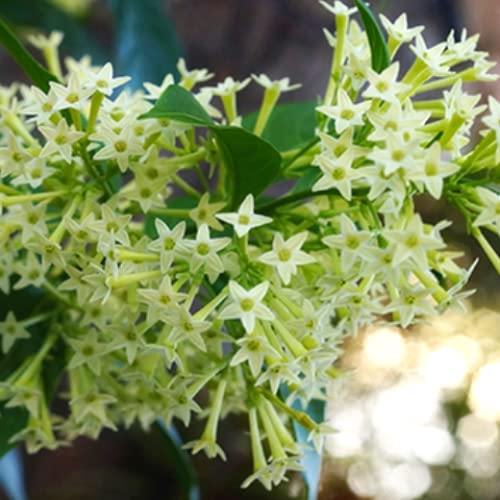 2 Night Blooming Jasmine Plants Live, 5 to 7 Inc Tall, Cestrum Nocturnum Plants Live, Jasmine Tree Seedlings