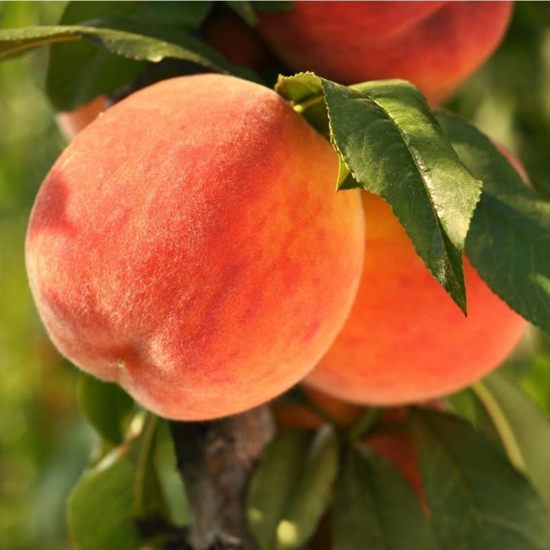 Cold Hardy Sweet Peach Tree Live Plant Well-Rooted, 6-12 Inches in Tall, No Pot, Bare Root Peach Tree for Planting, No CA