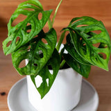 Swiss Cheese Plant Live, Monstera Adansonii Swiss Cheese Indoor Houseplant 4-6 Inches