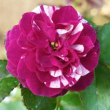 Climbing Bush Roses for Garden, Fragrant and Hardy Rose Plants for Outdoor Planting, No Pot, 5 to 9 Inc Tall Starter Plant Well-Rooted, Purple Red Stripes Blooms