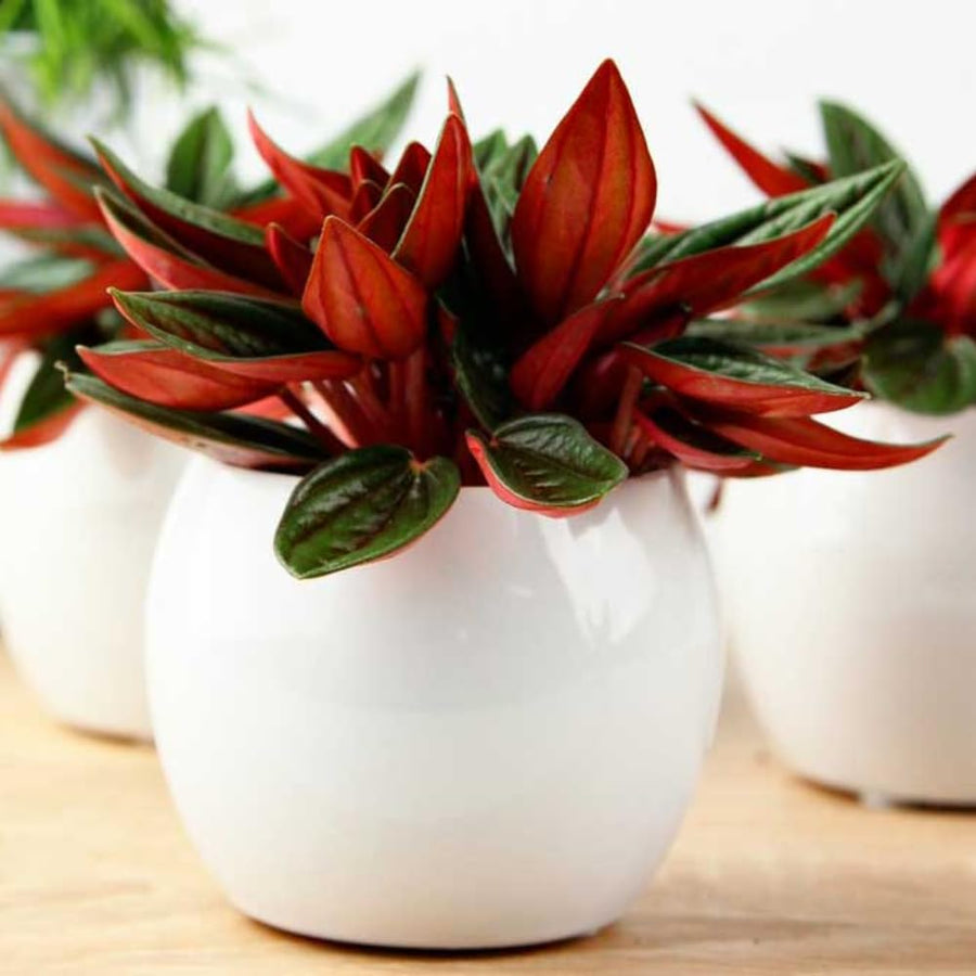 Peperomia Live Plant in 4" Pot, Easy-Care Indoor Trailing Houseplant Succulent Live (Red Green Peperomia)