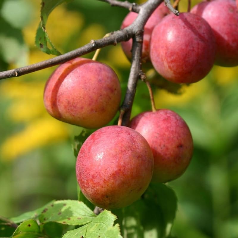 Pack 2 American Plum Trees Live Plants, 18-24 Inch Tall, Bareroots, Chickasaw Plum Plant Live for Planting, Red Plum Tree Plant