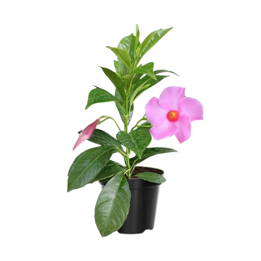 2 Light Pink Mandevilla Live Plants, Mandevilla Flowering Vines Trellis, 4-9 Inch Tall Plants for Hanging Baskets, Container and Garden Growing