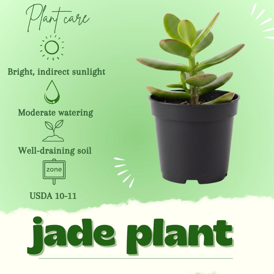 Jade Plant, Crassula Ovata Jade Succulent Plants Live, Succulent Indoor Houseplant, 3-5 Inches Tall in 2 Inch Pot for Growing