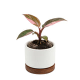 Set of 2 Live Pink Princess Philodendron Plant in 4 Inch Pot, Tropical Indoor Houseplants with Pink Variegated Foliage for Indoor Growing