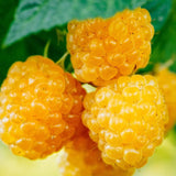 Anne Raspberry Plant Live Potted for Planting, 16-22 Inc Tall, Anne Raspberry Bush Live Plant, Raspberry Fruit Tree