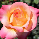 Rose Bush Live Plant - Climbing Rose Plant Live Shrub - Bareroot with Soil 7-10 Inch Tall - Fragrant Rose Flowers Heirloom Rose Shrub (Peace Rose)